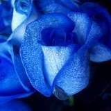 Blue_Rose8900 from fansly