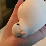 Pigeooooon from patreon