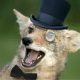 Songdog from patreon