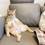Тиджой from boosty