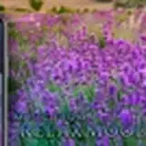 cynicmusic from patreon